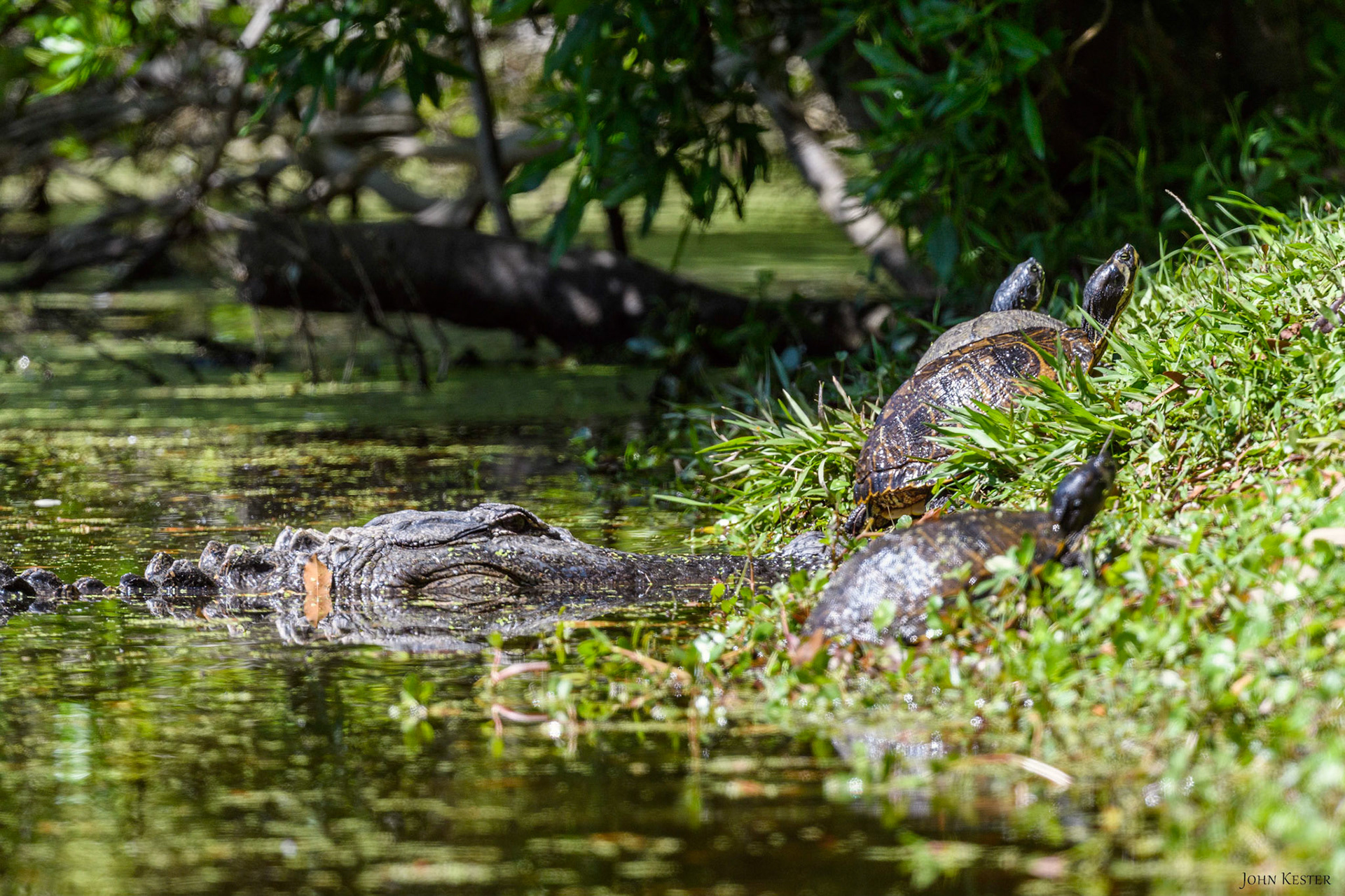 Alligator deciding what to have for lunch