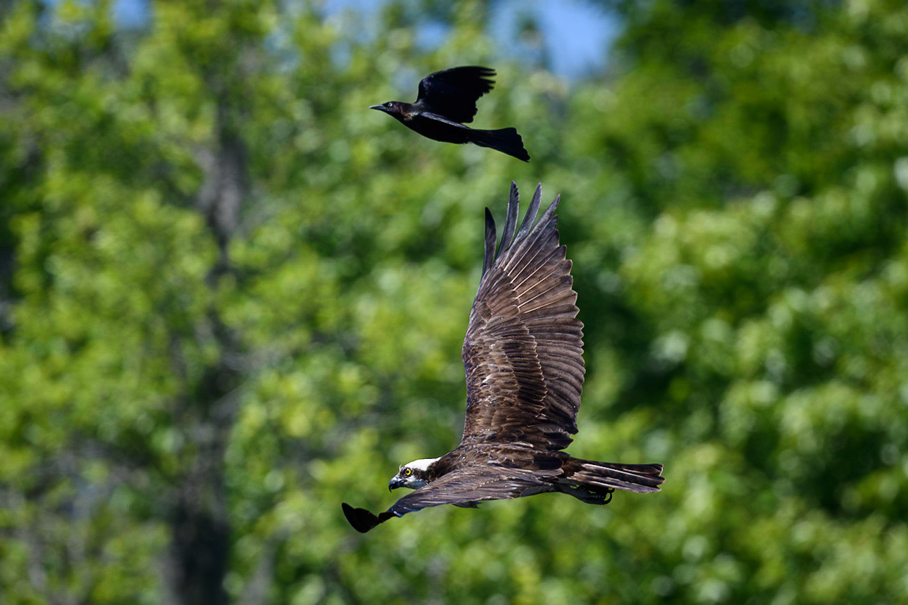 Osprey being harrassed by a Common Grackle