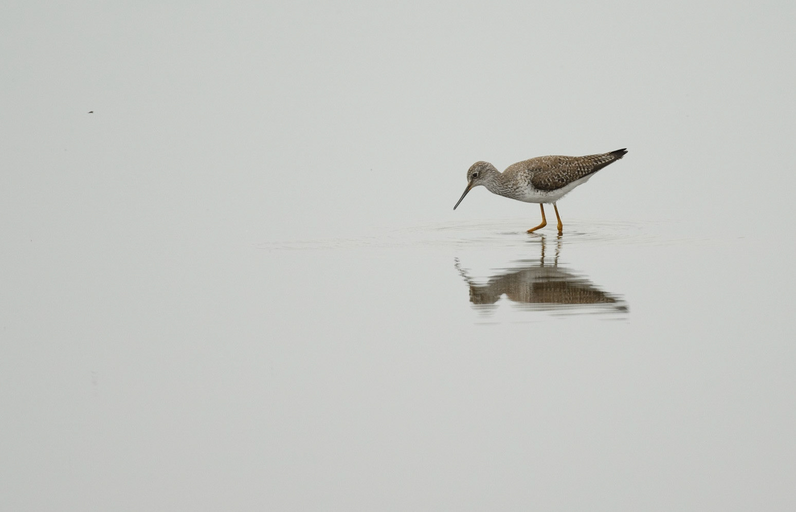 Lesser Yellow-Legs