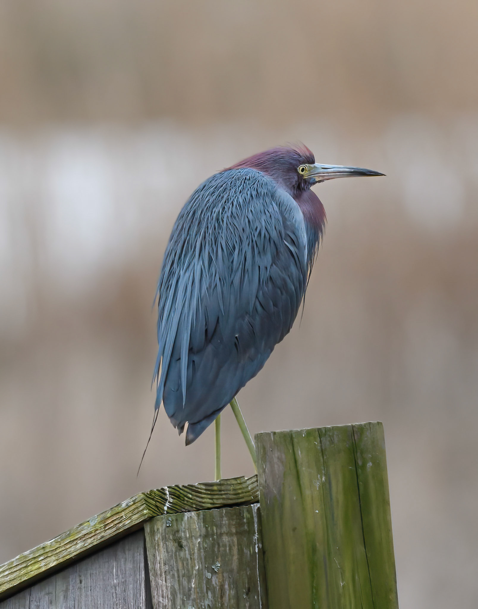 Little Blue Heron