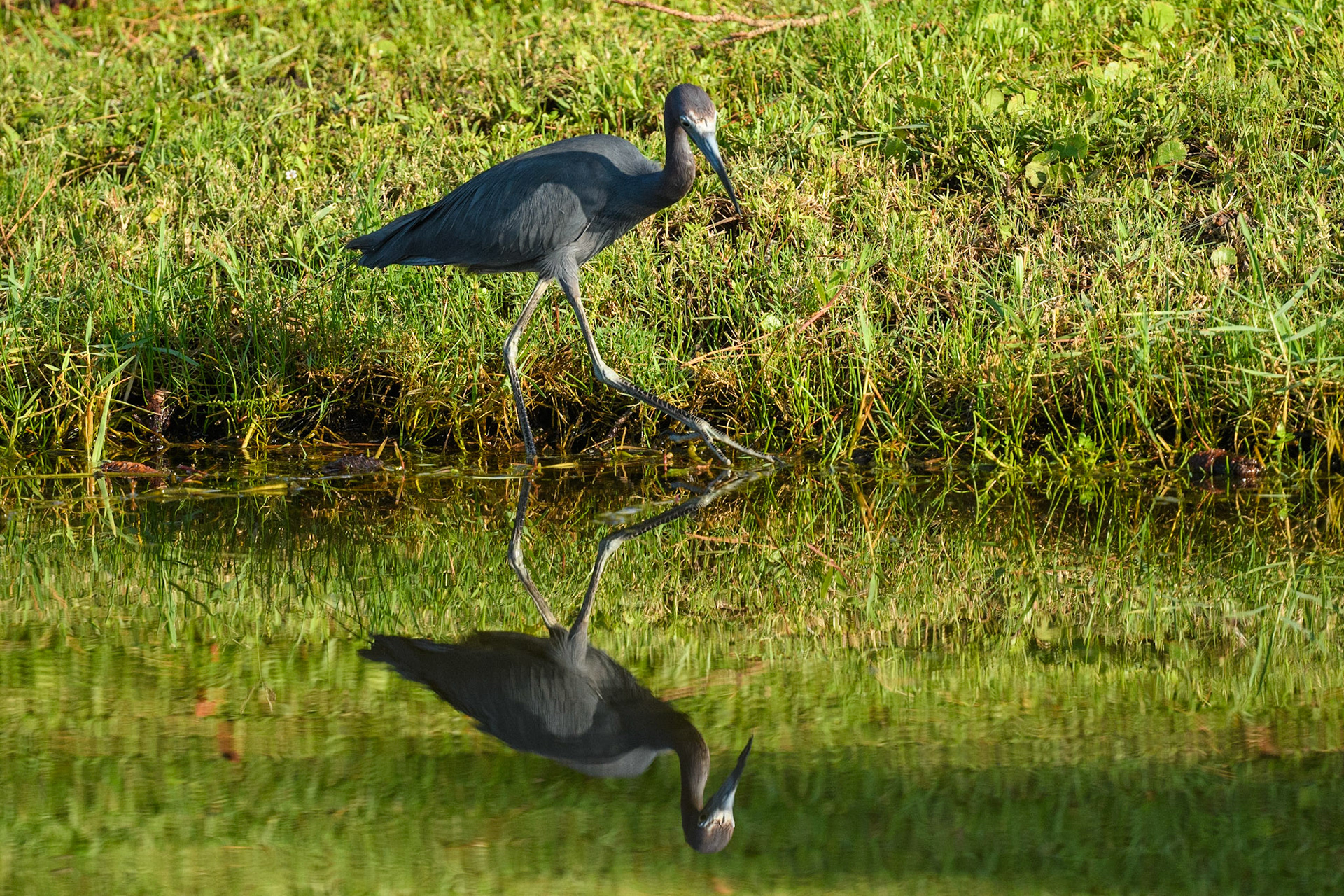Little Blue Heron