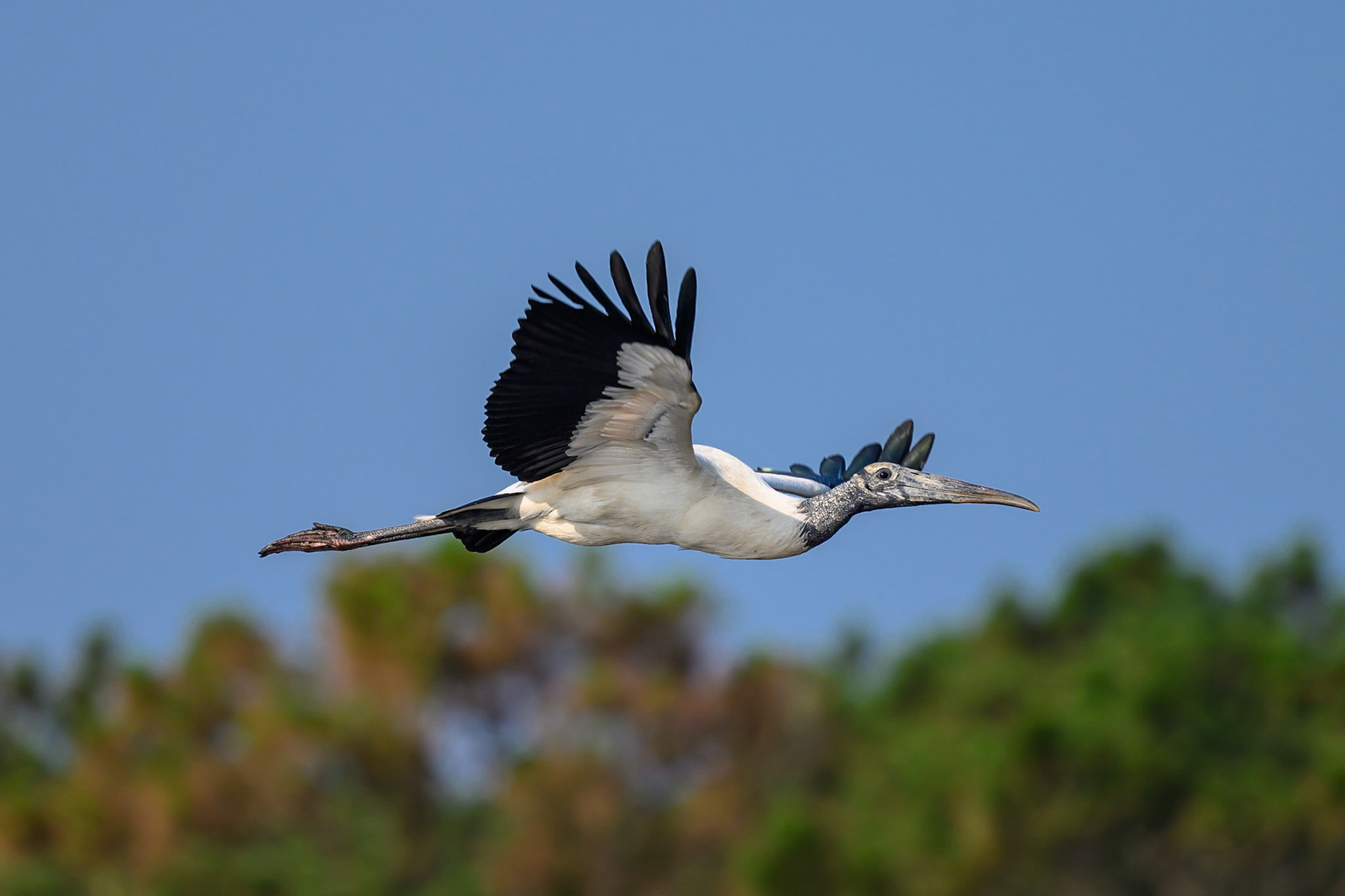 Wood Stork