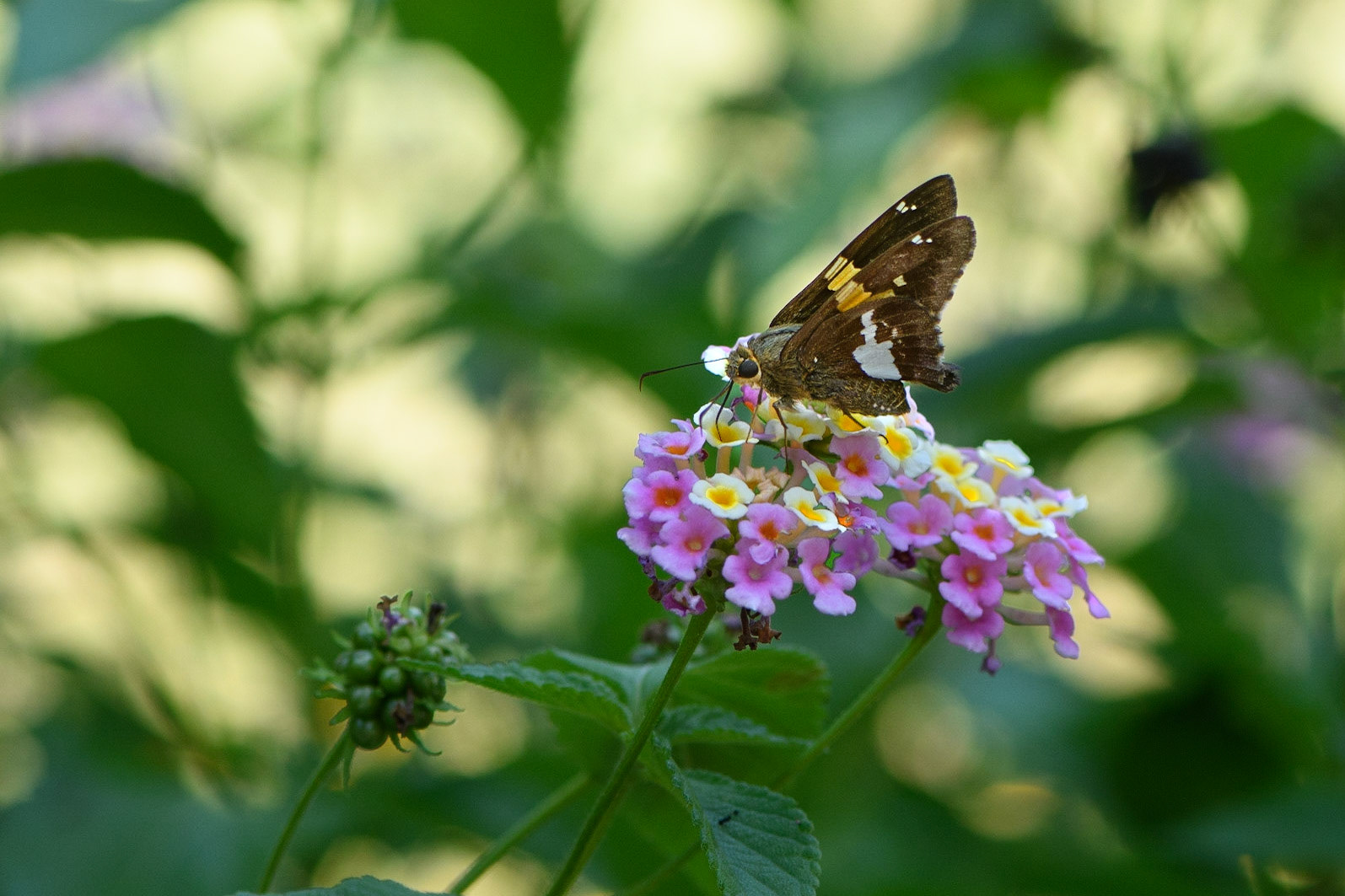 Silver-Spotted Skipper on Lantana