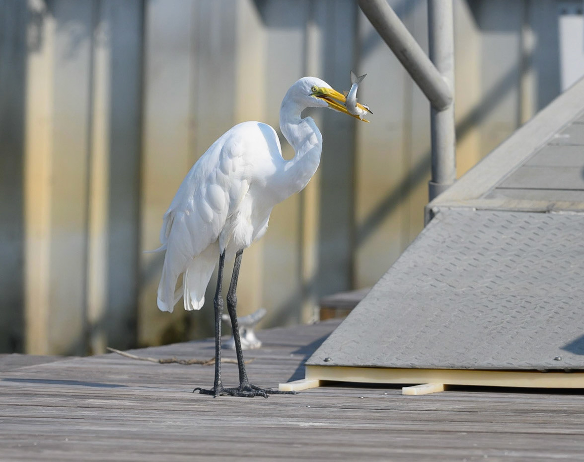 Great Egret on the dock with lunch
