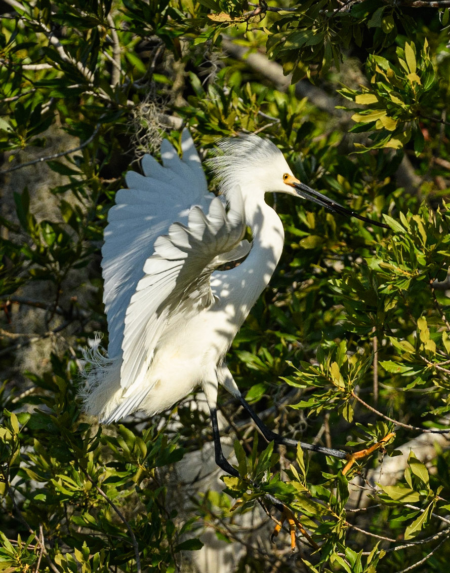 Snowy Egret