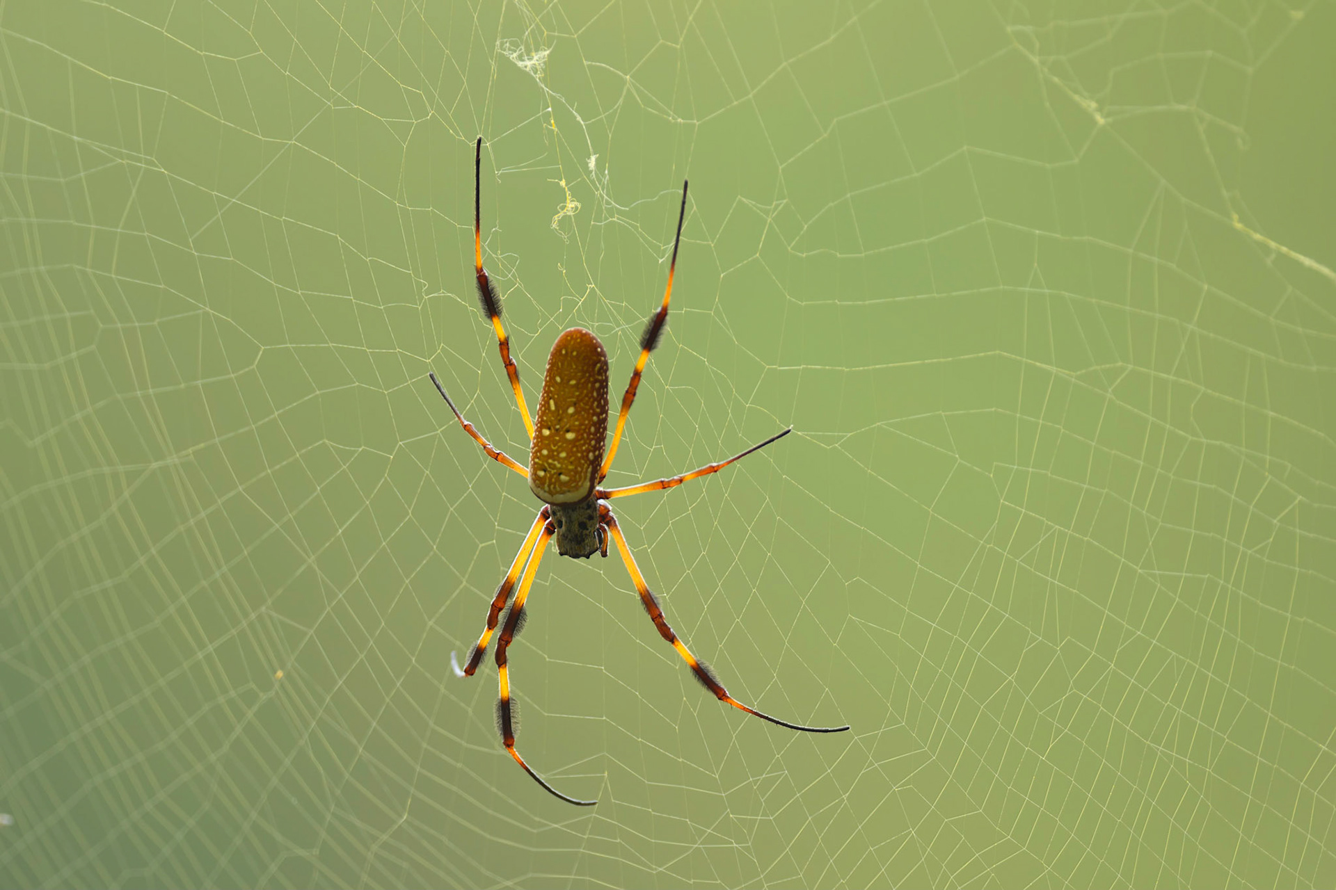 Golden Silk Spider