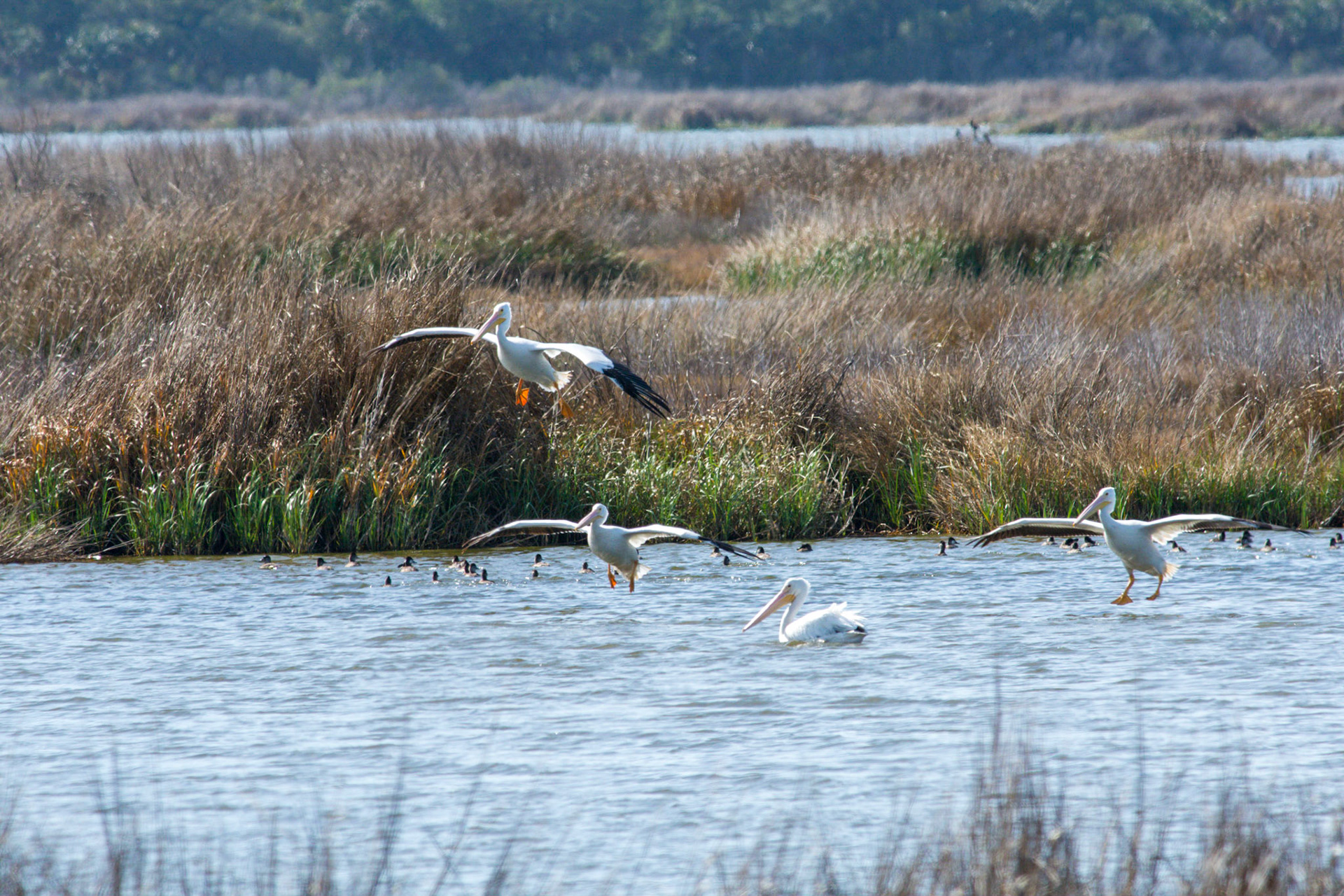 White Pelicans