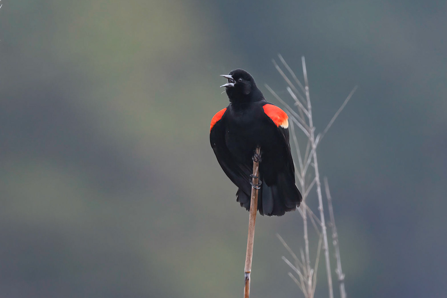 Red-Winged Blackbird