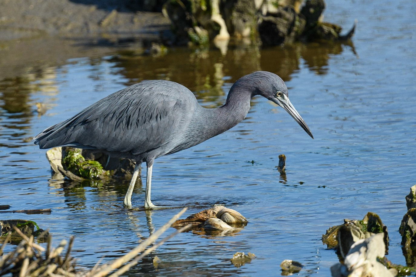 Little Blue Heron