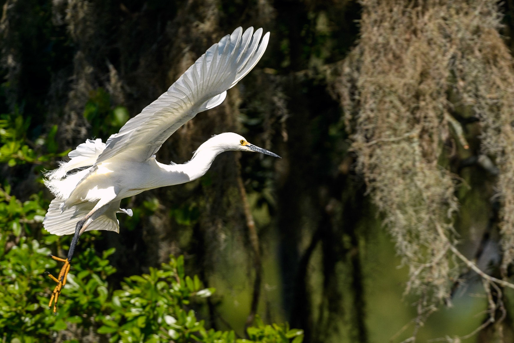 Snowy Egret