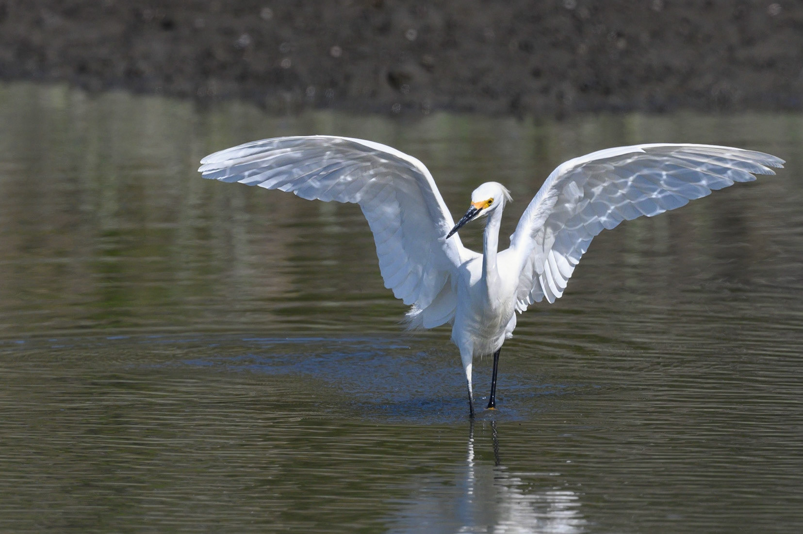 Snowy Egret doing the Egret walk