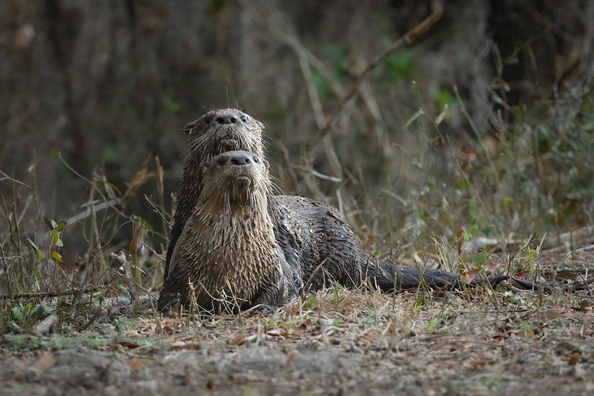 River Otters posing for their portrait