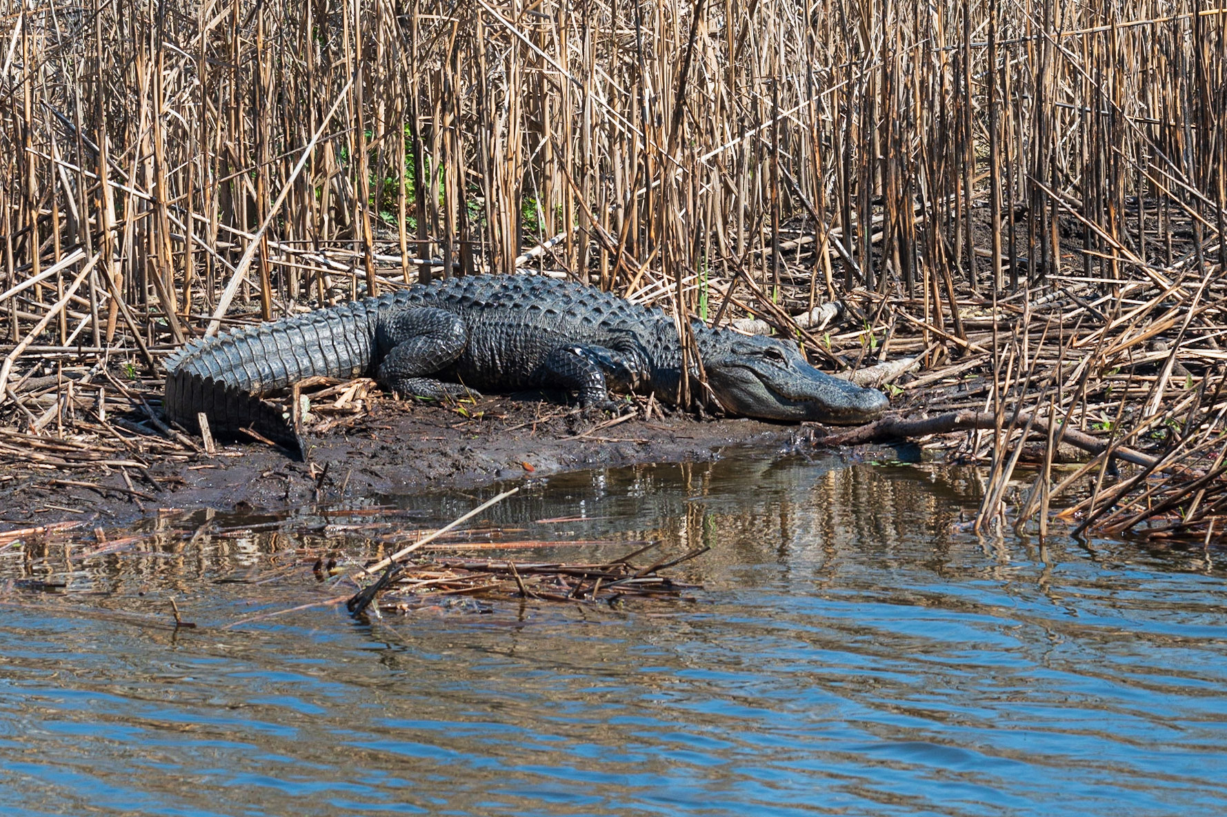 Gator sunning