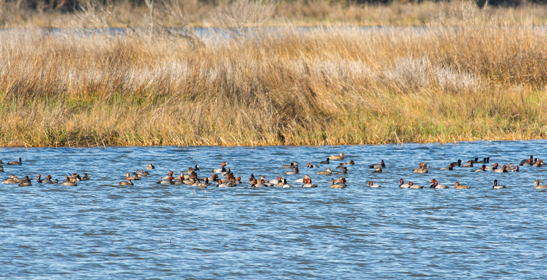 Redhead Ducks