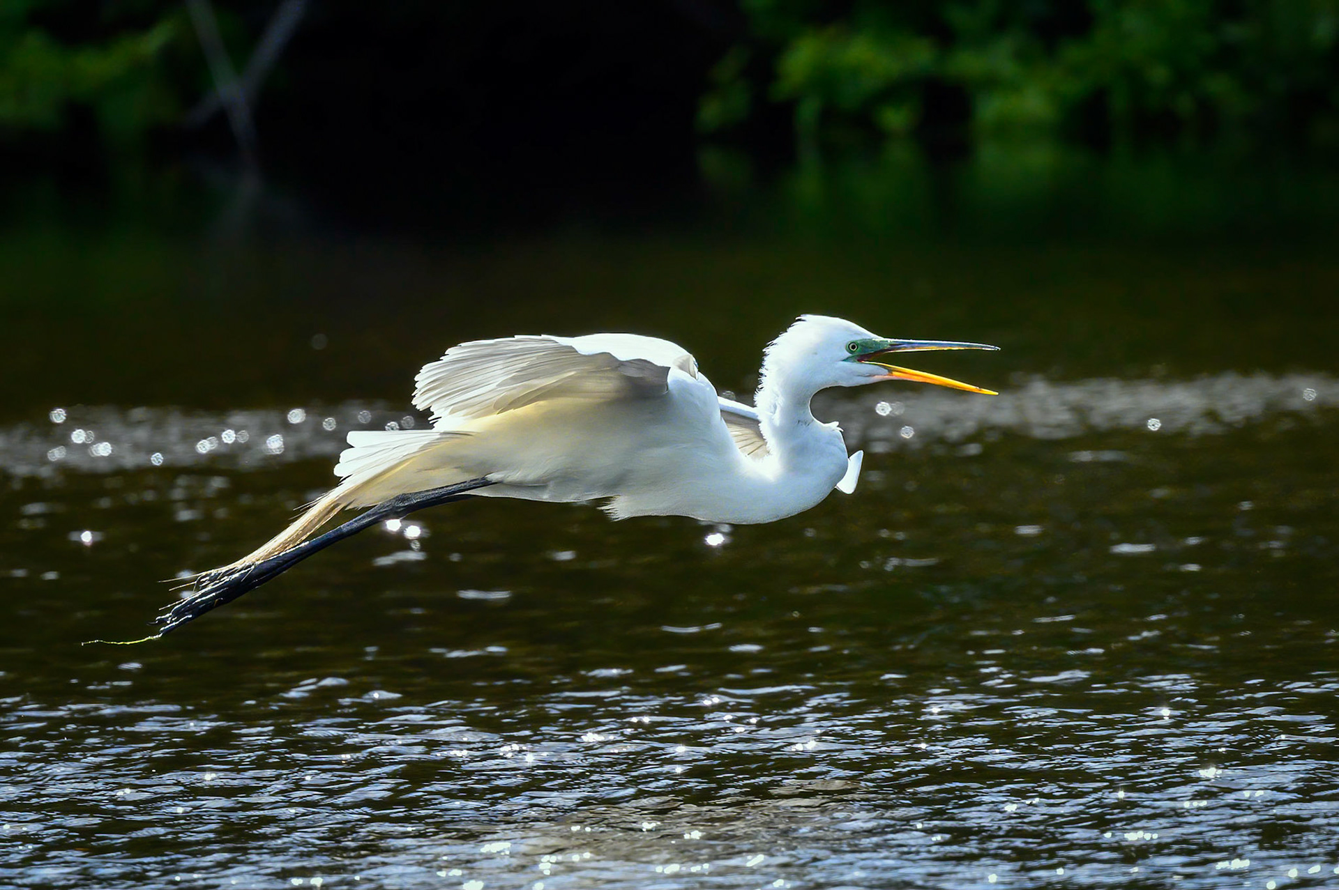 Great Egret