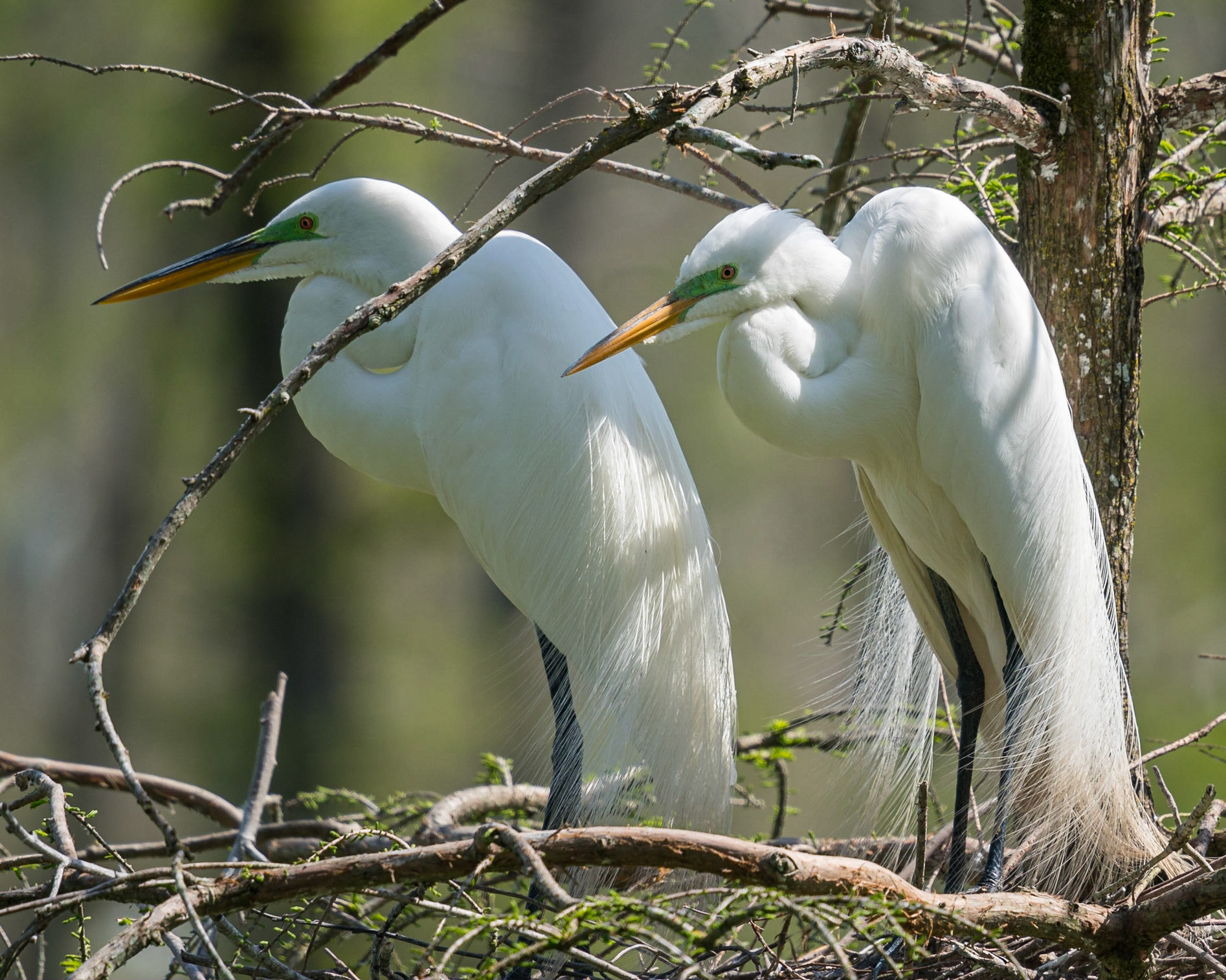 Pair of Great Egrets in breeding plumage