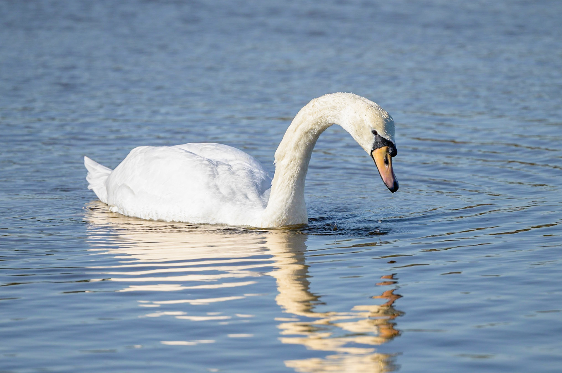 Mute Swan
