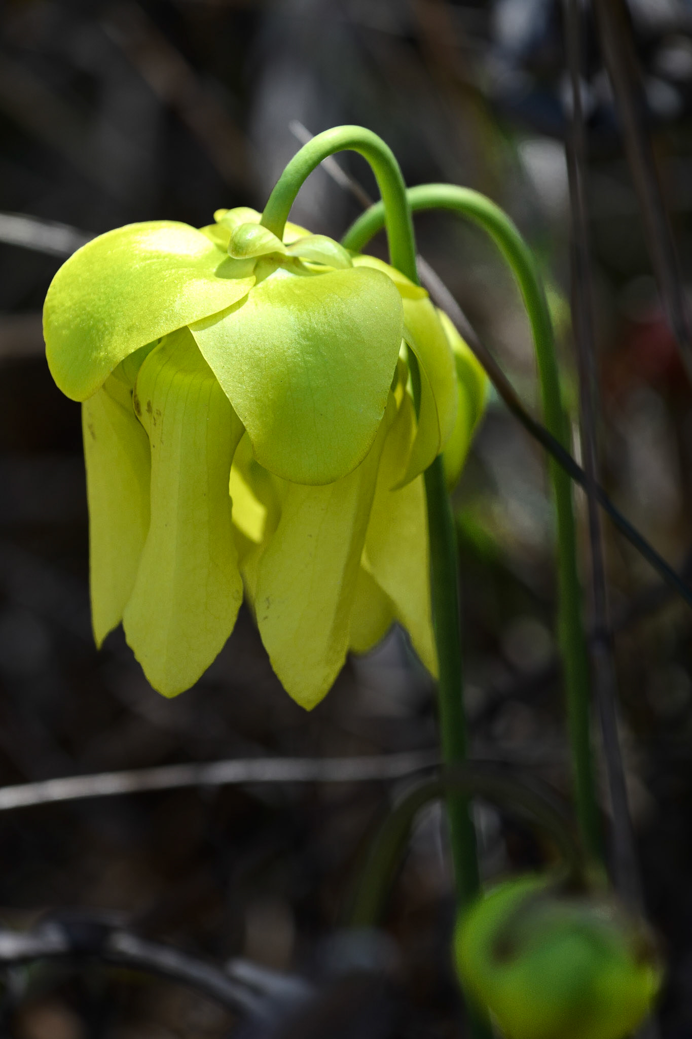Yellow Pitcher Plant