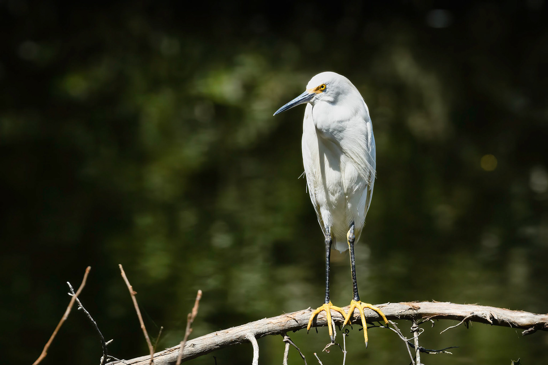 Snowy Egret