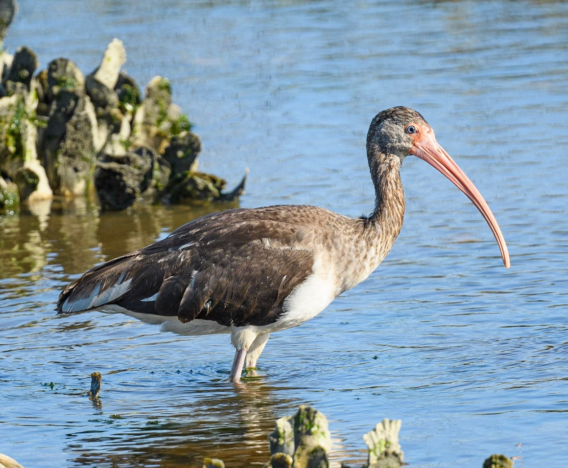 Juvenile White Ibis