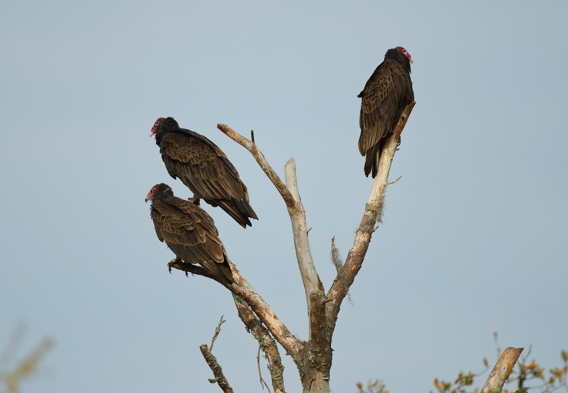 Turkey Vultures