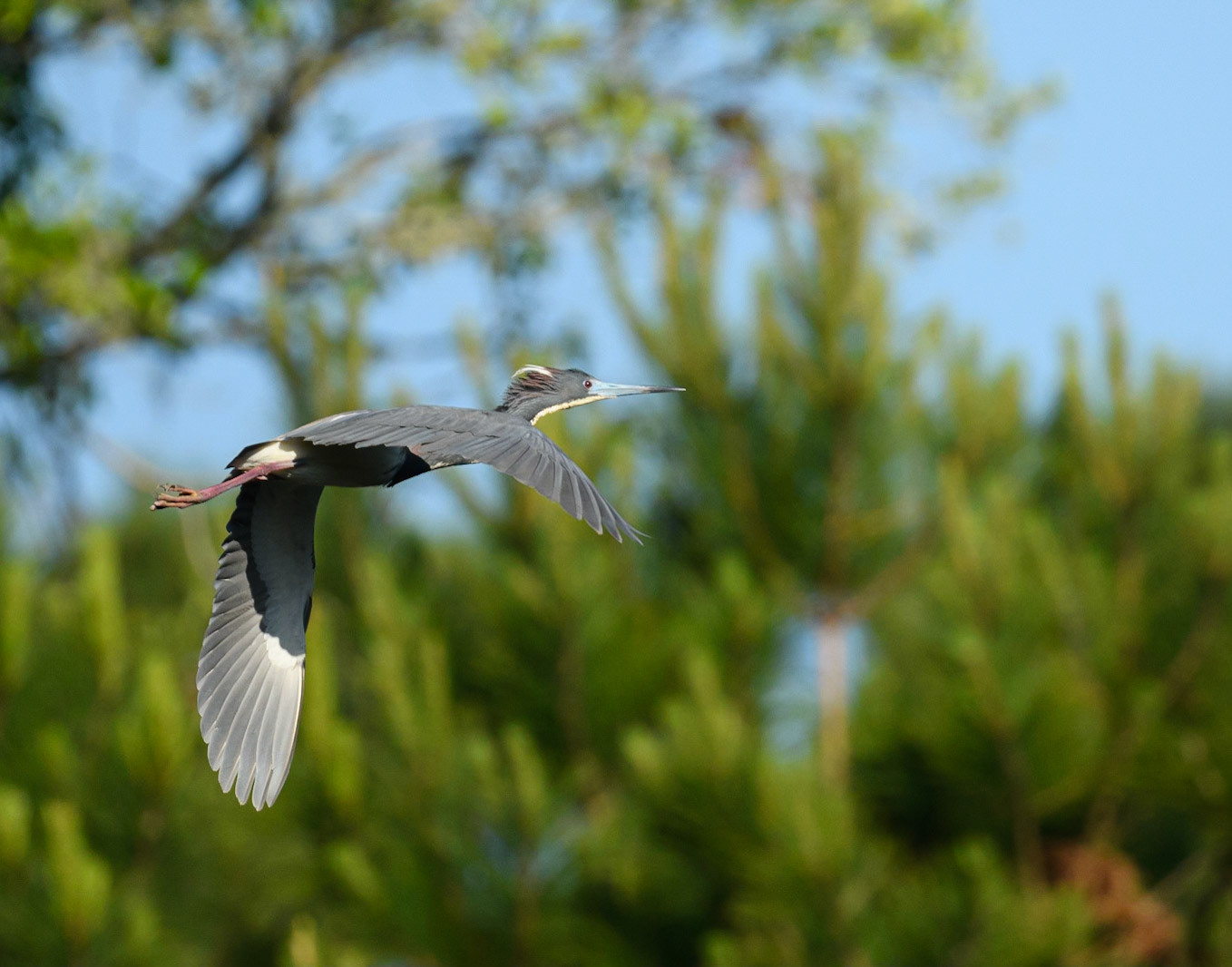 Tri-Colored Heron