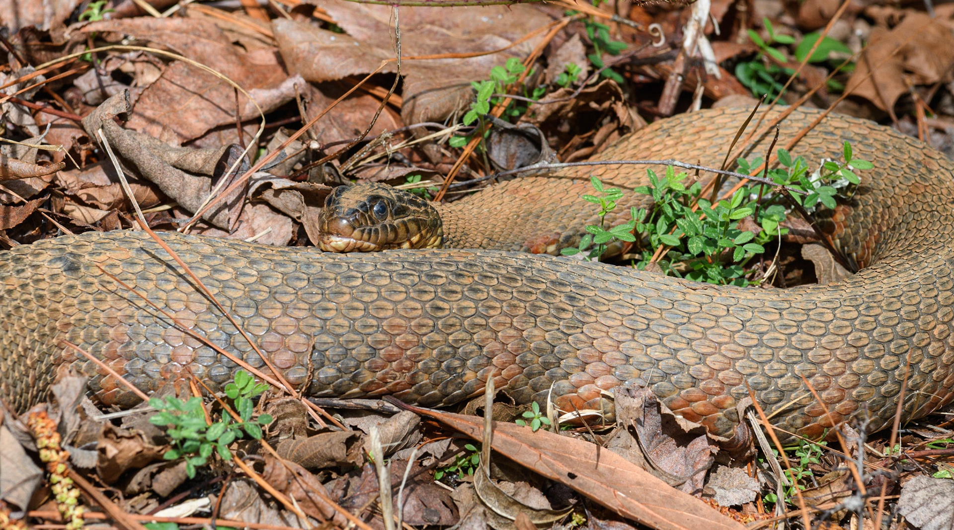 Banded Water snake