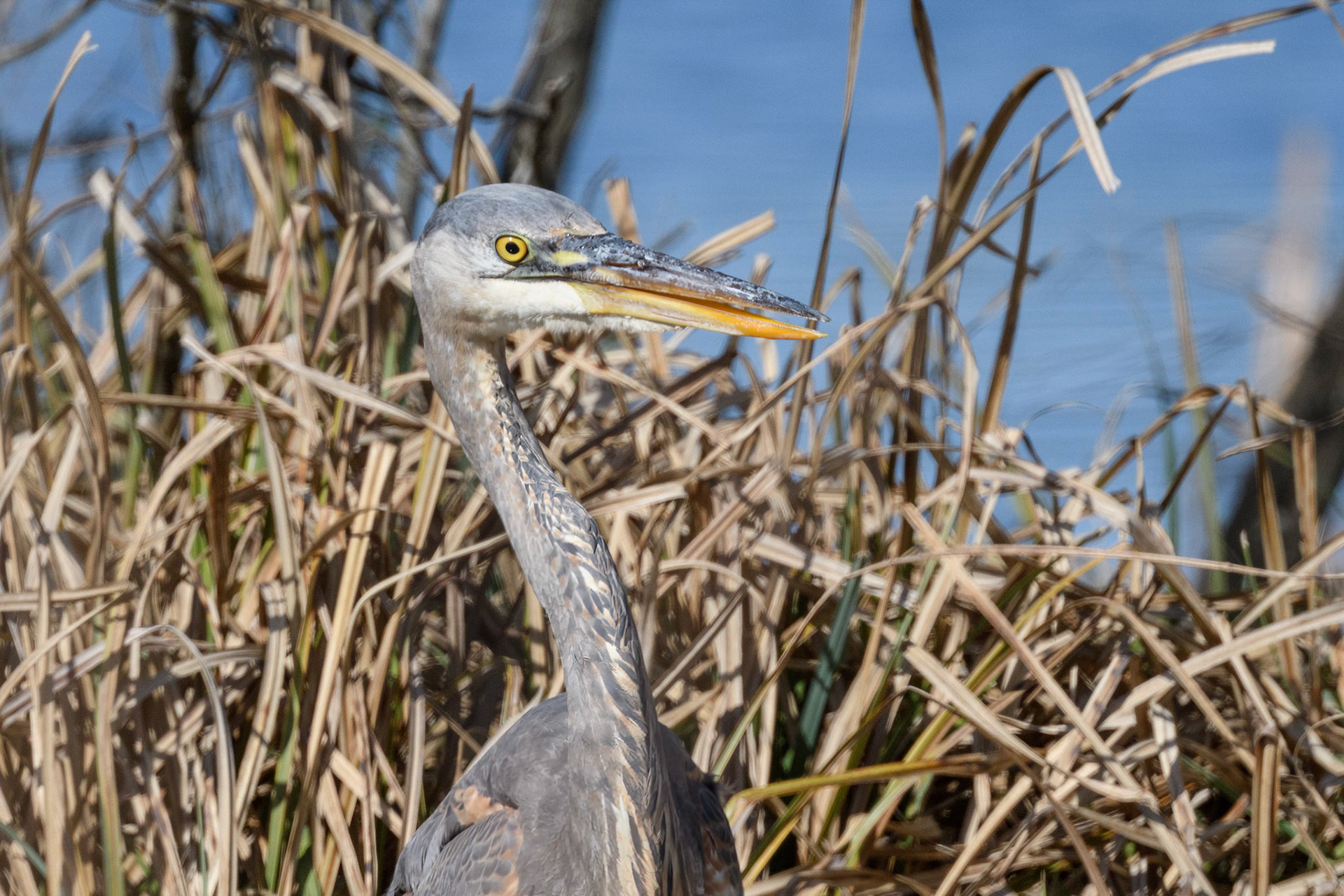 Great Blue Heron