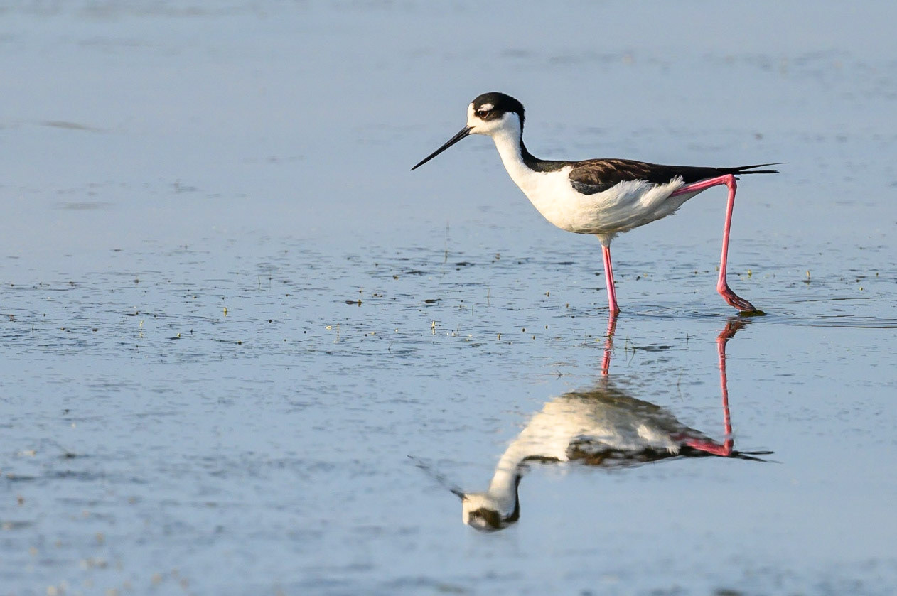 Black-Necked Stilt