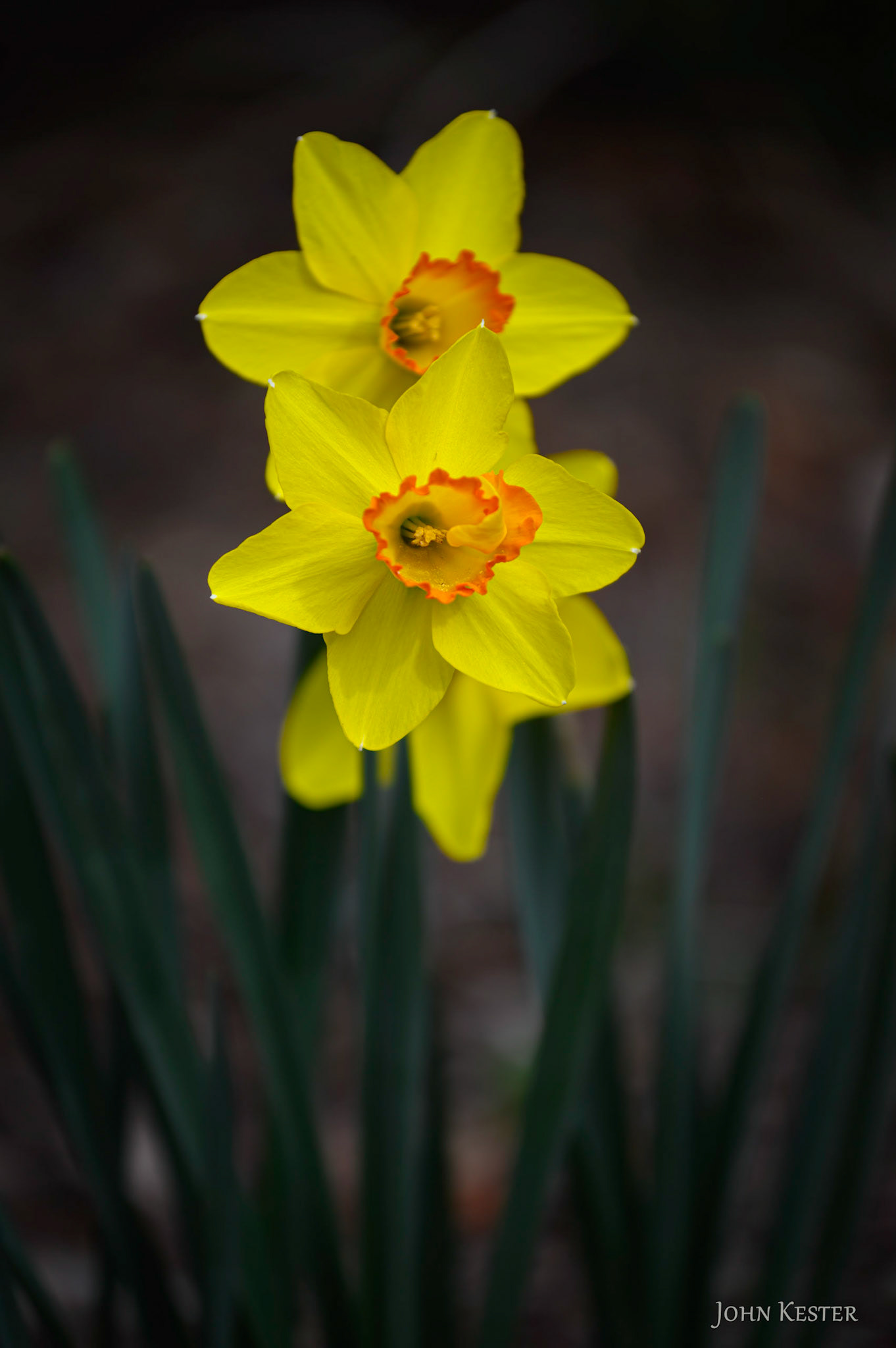 Daffodils