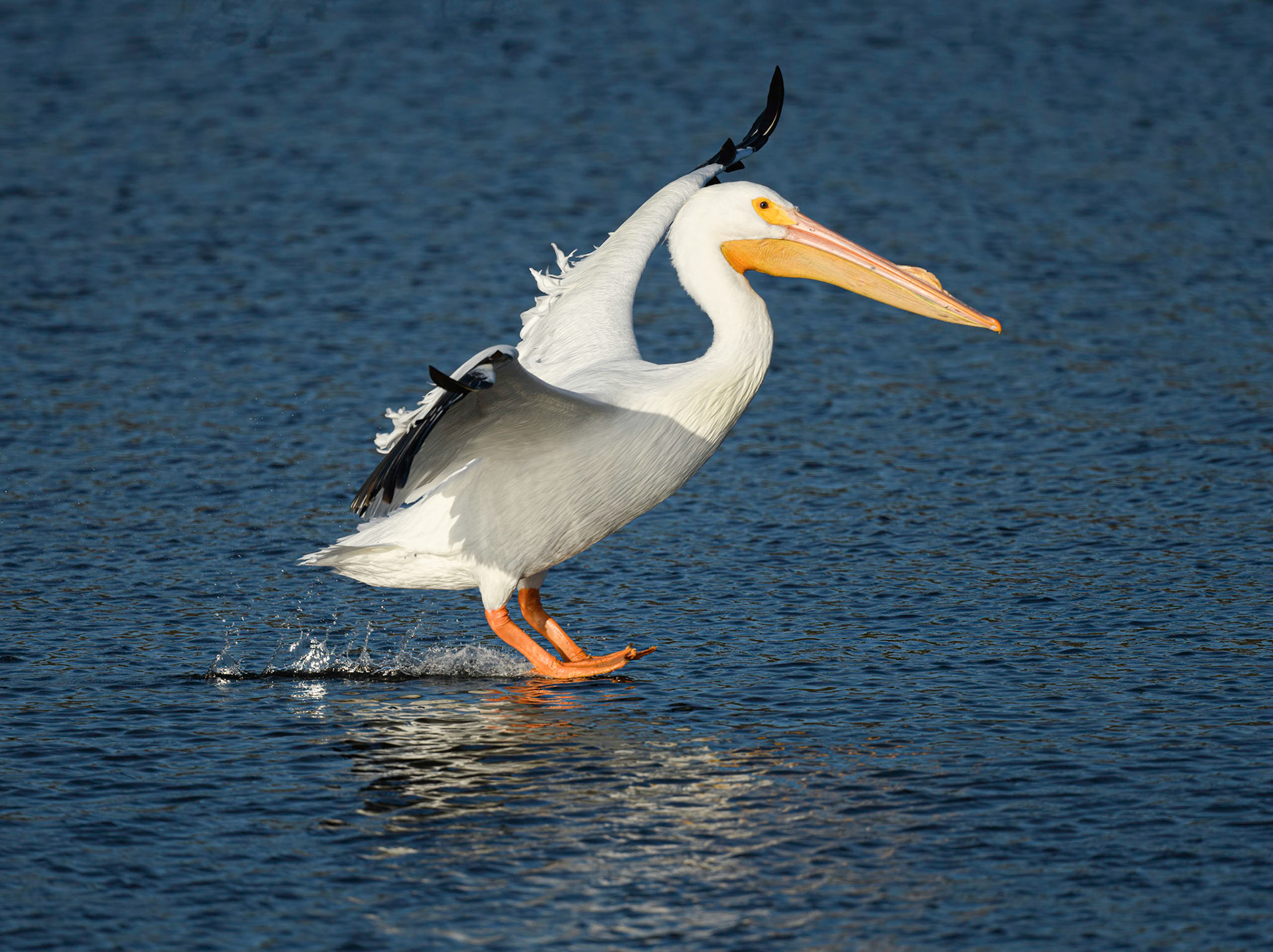 White Pelican landing