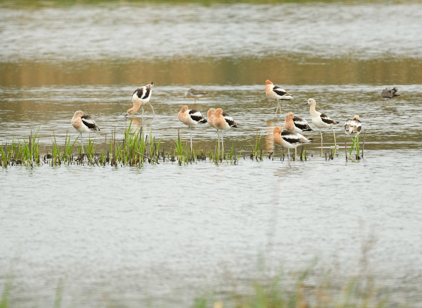 Avocets