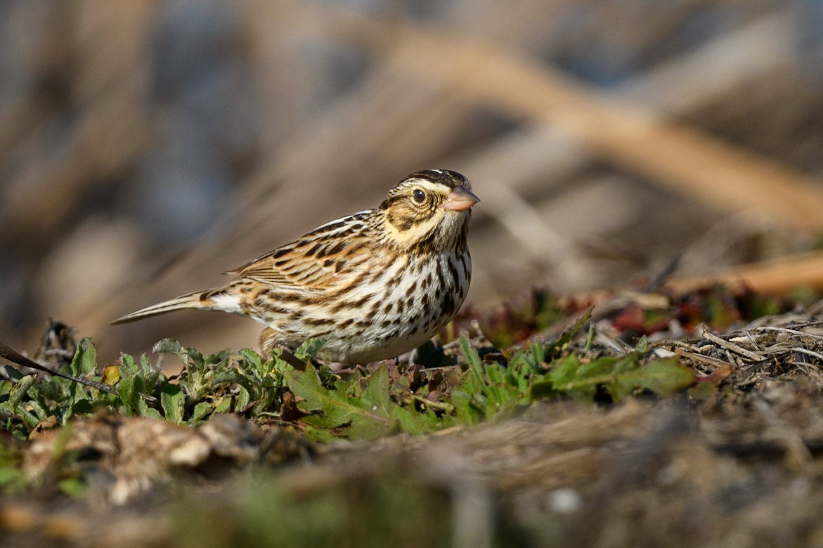 Savannah Sparrow