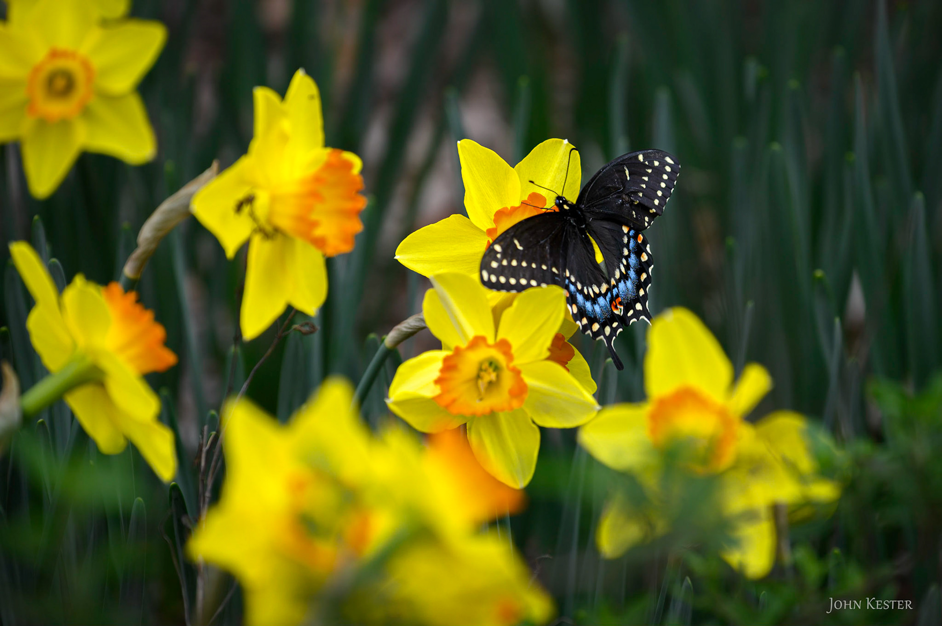Black Swallowtail butterfly on a Daffodil