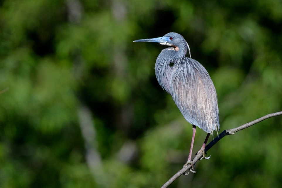 Tri-Colored Heron in breeding plumage
