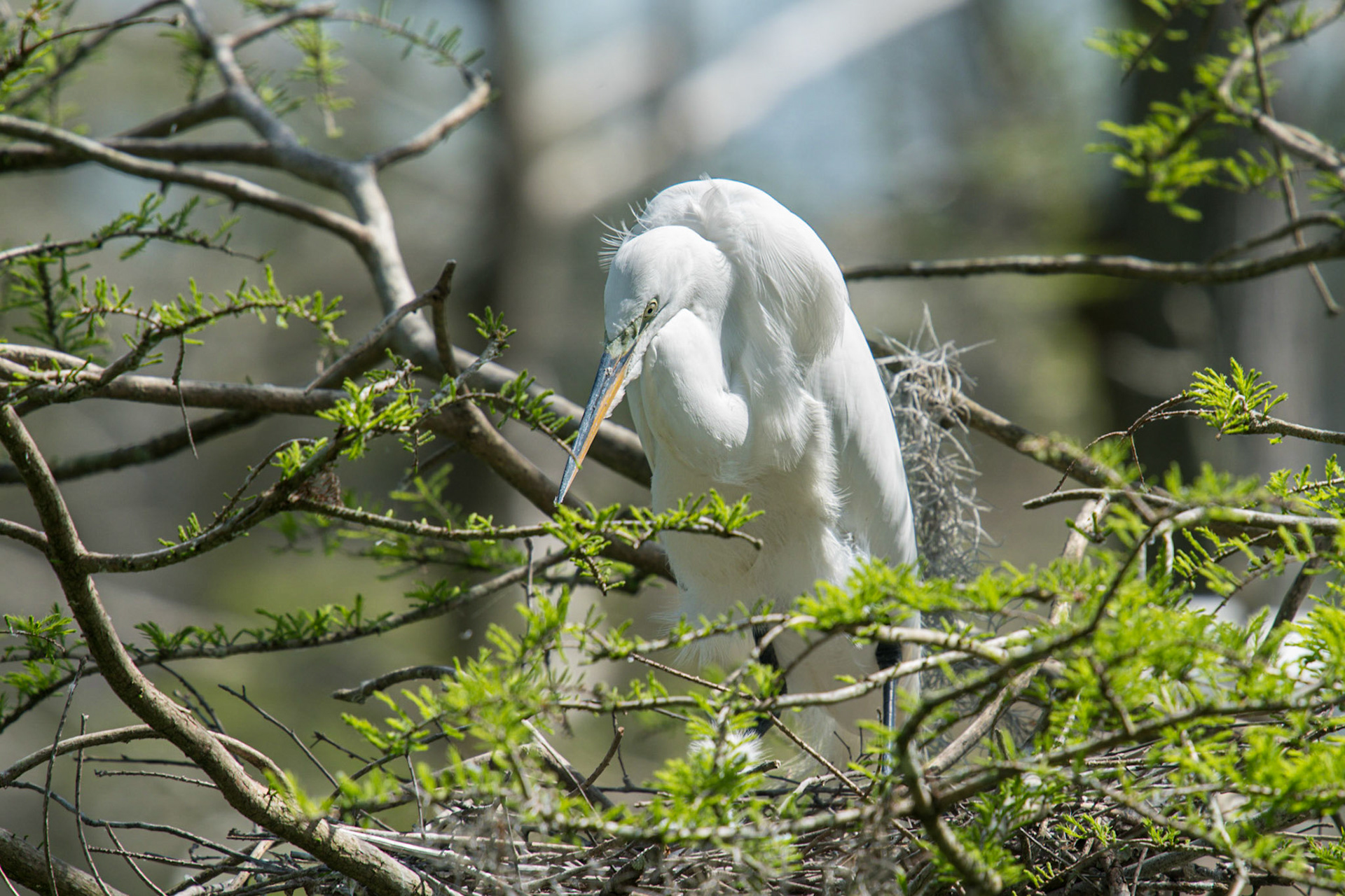 Great Egret