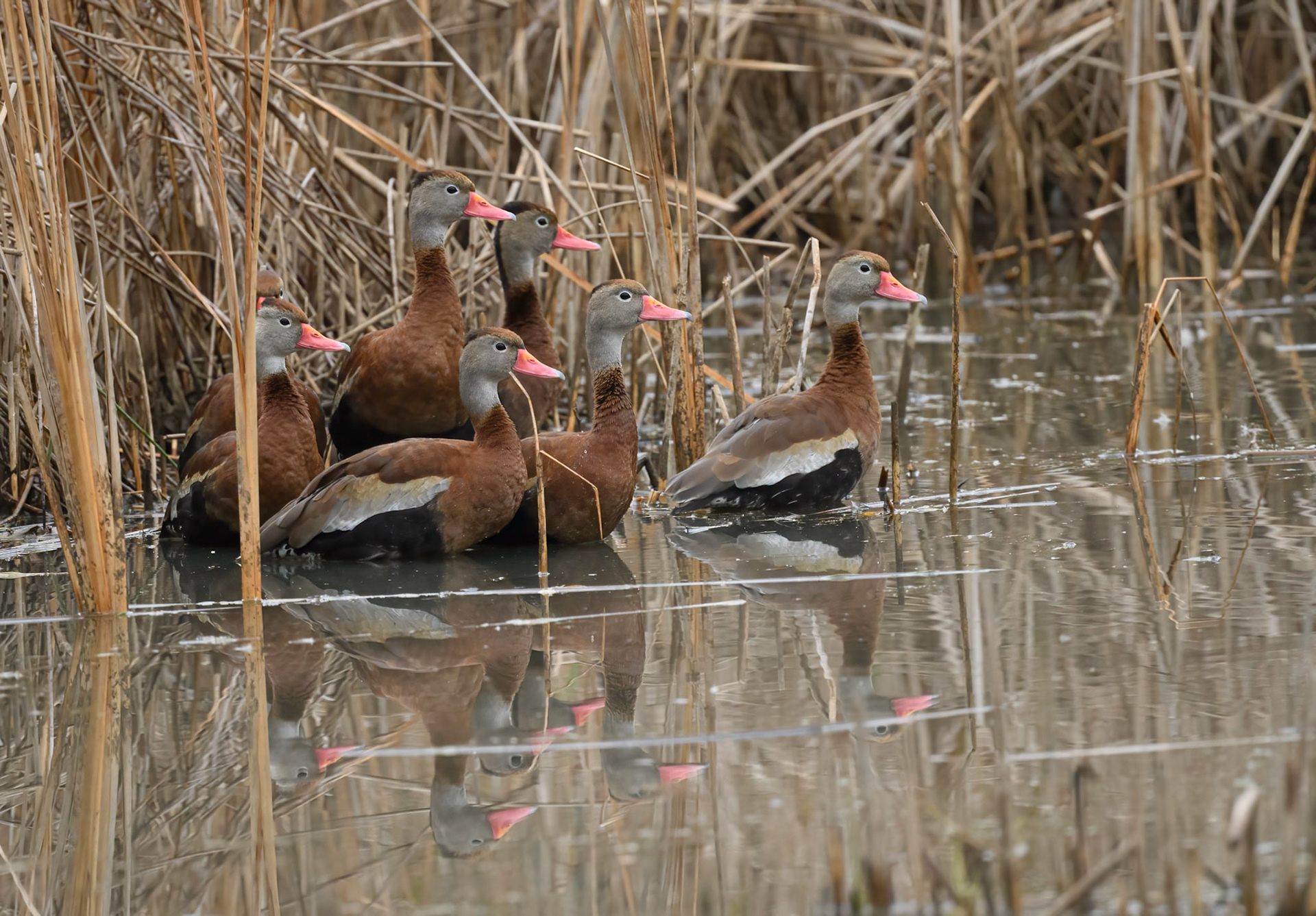 Black-Bellied Whistling Ducks