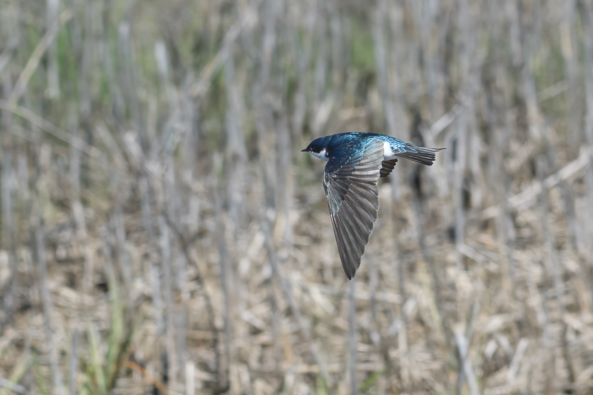 Tree Swallow