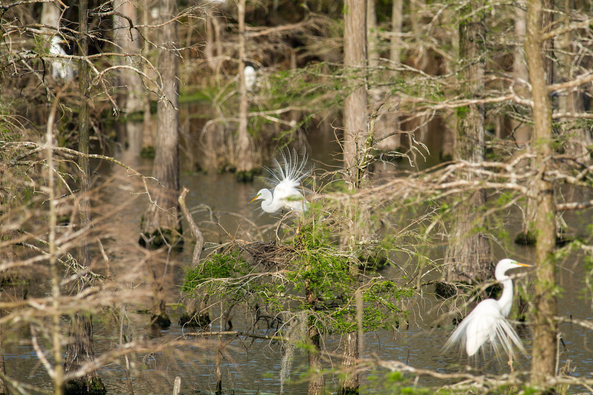 Great Egrets