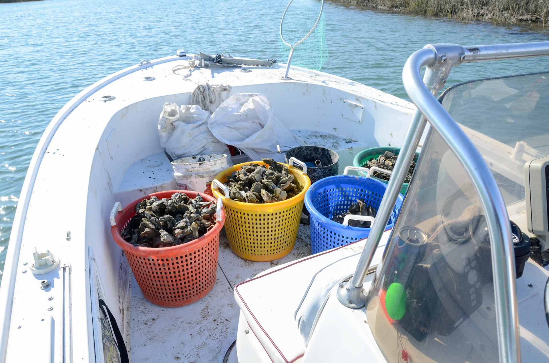 Fresh North Inlet Oysters