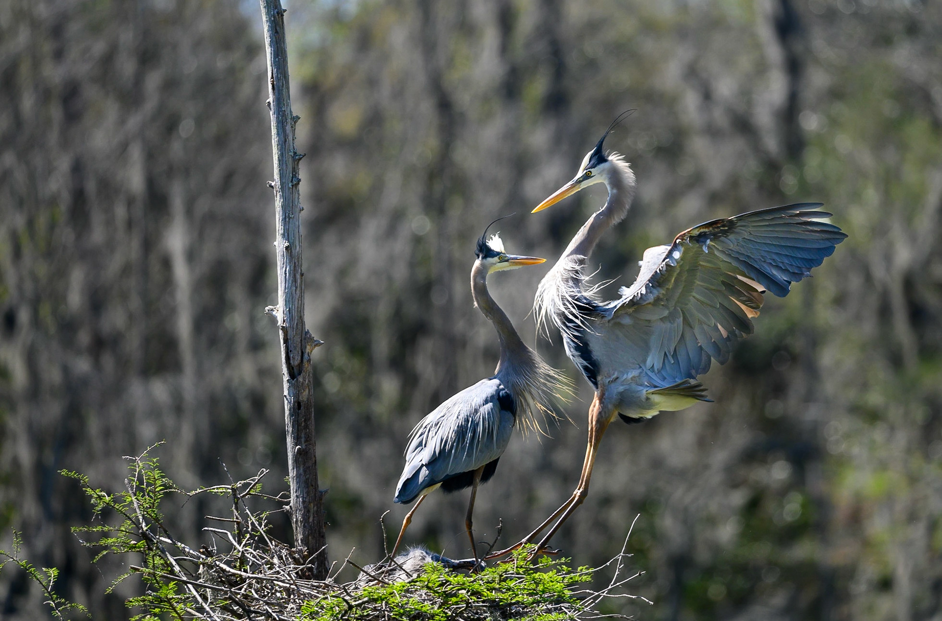 Pair of Great Blue Herons