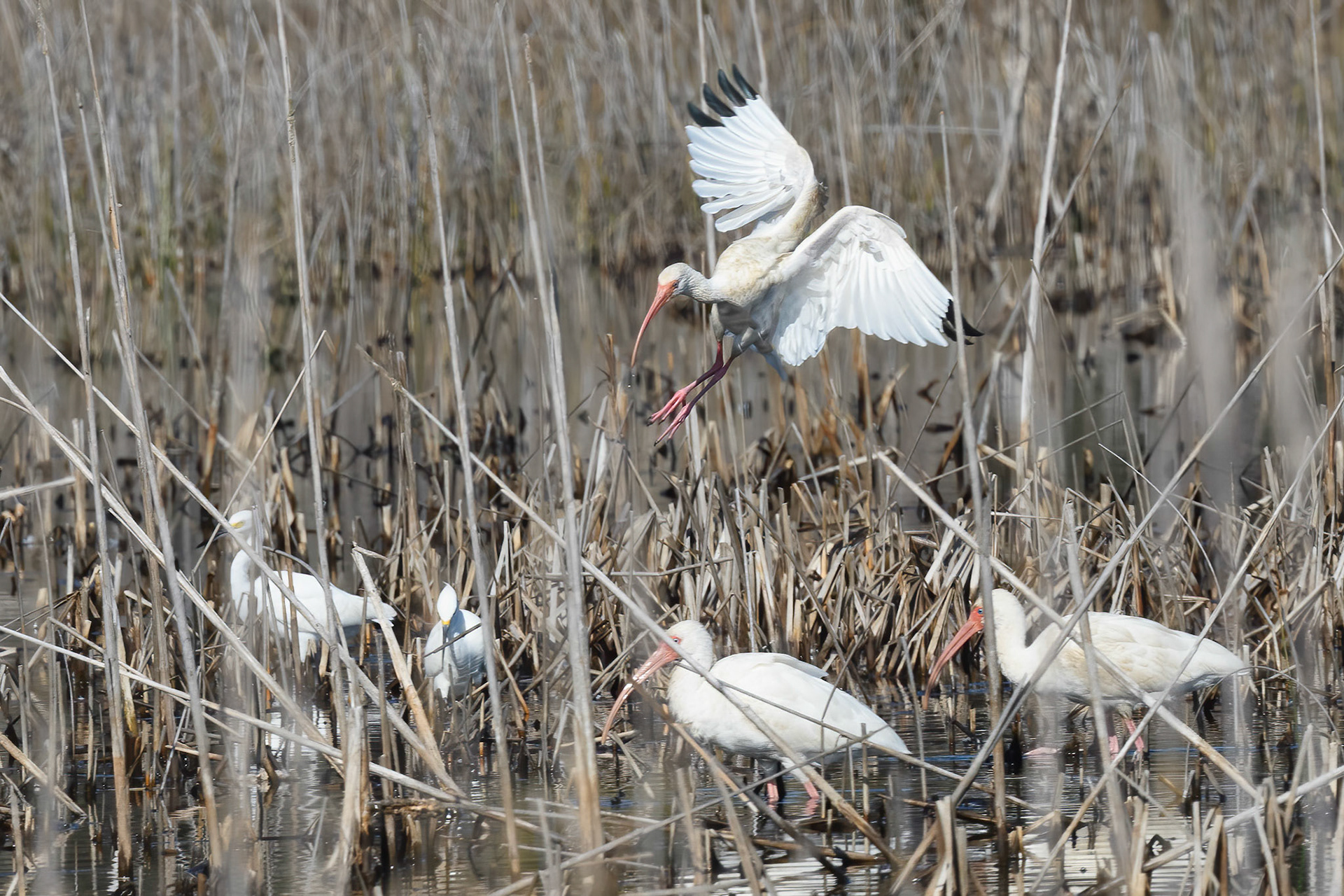 White Ibis coming in