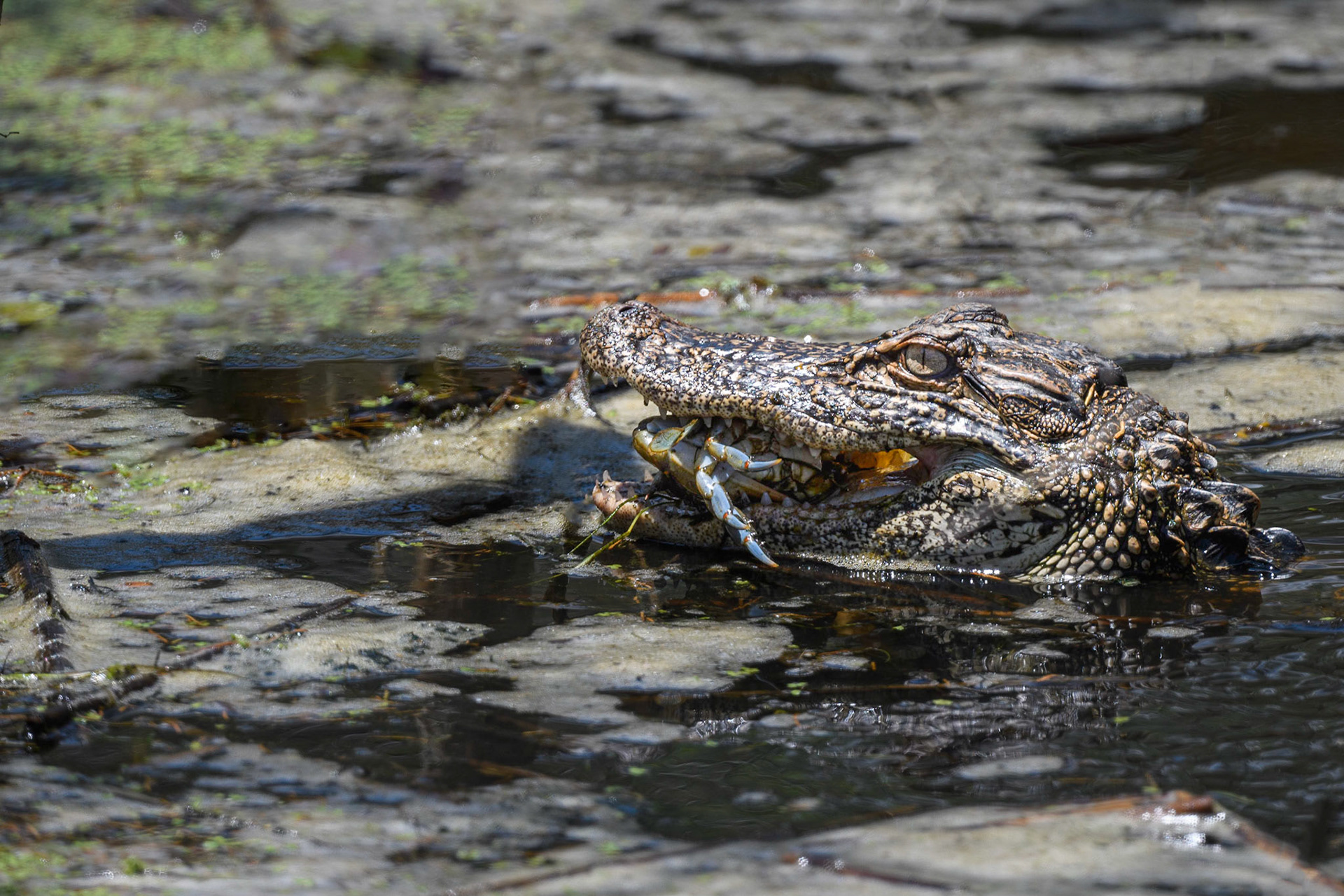 Alligator grabbing a blue crab for lunch. Tasty!