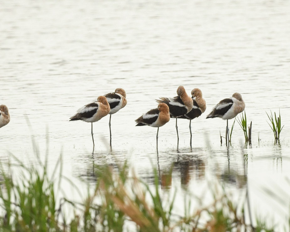 Avocets