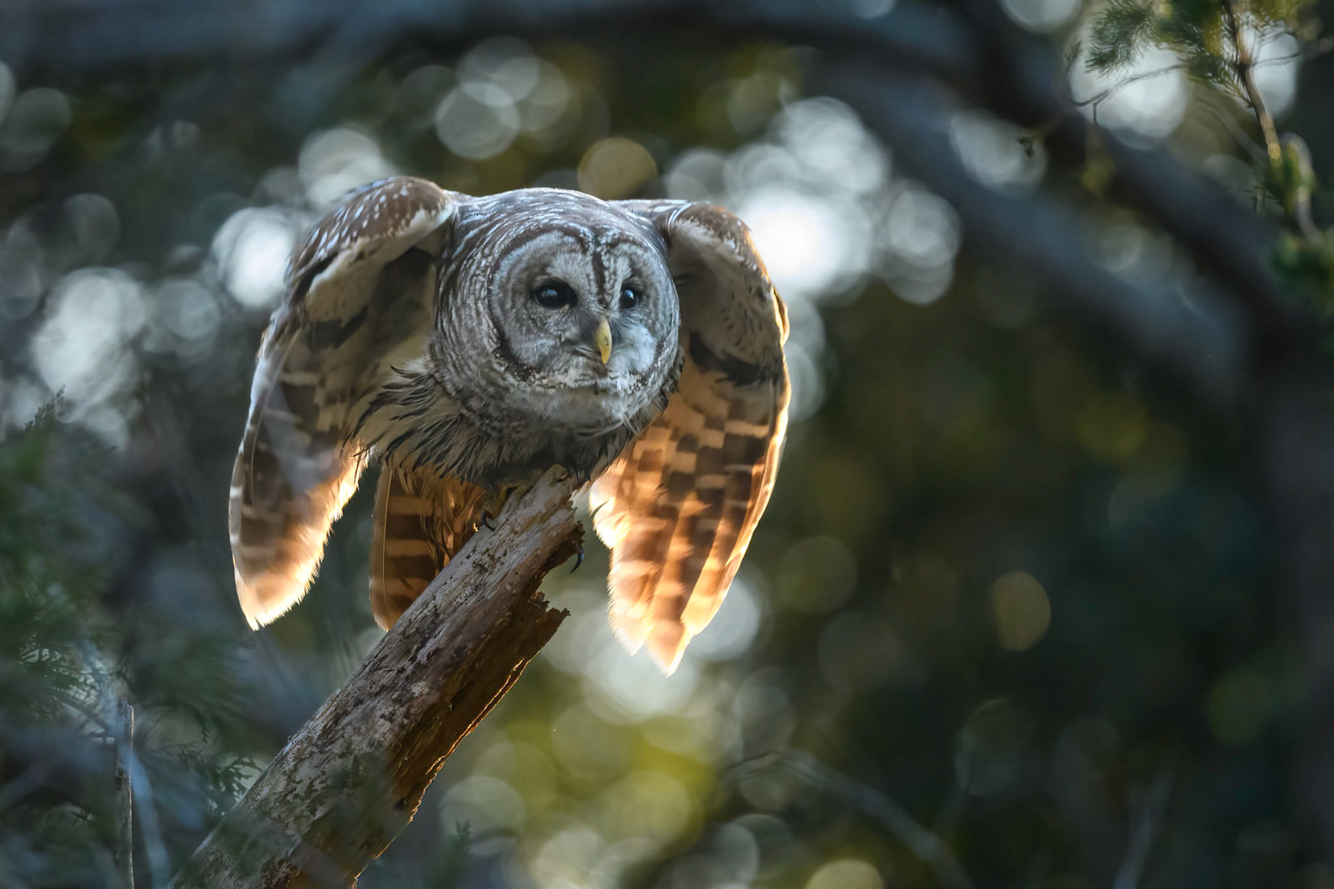Barred Owl getting ready to fly