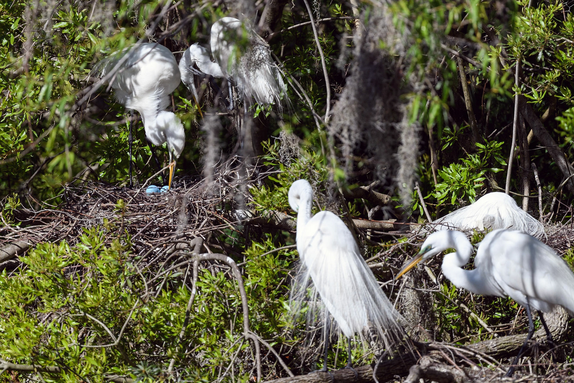 Nesting Great Egrets