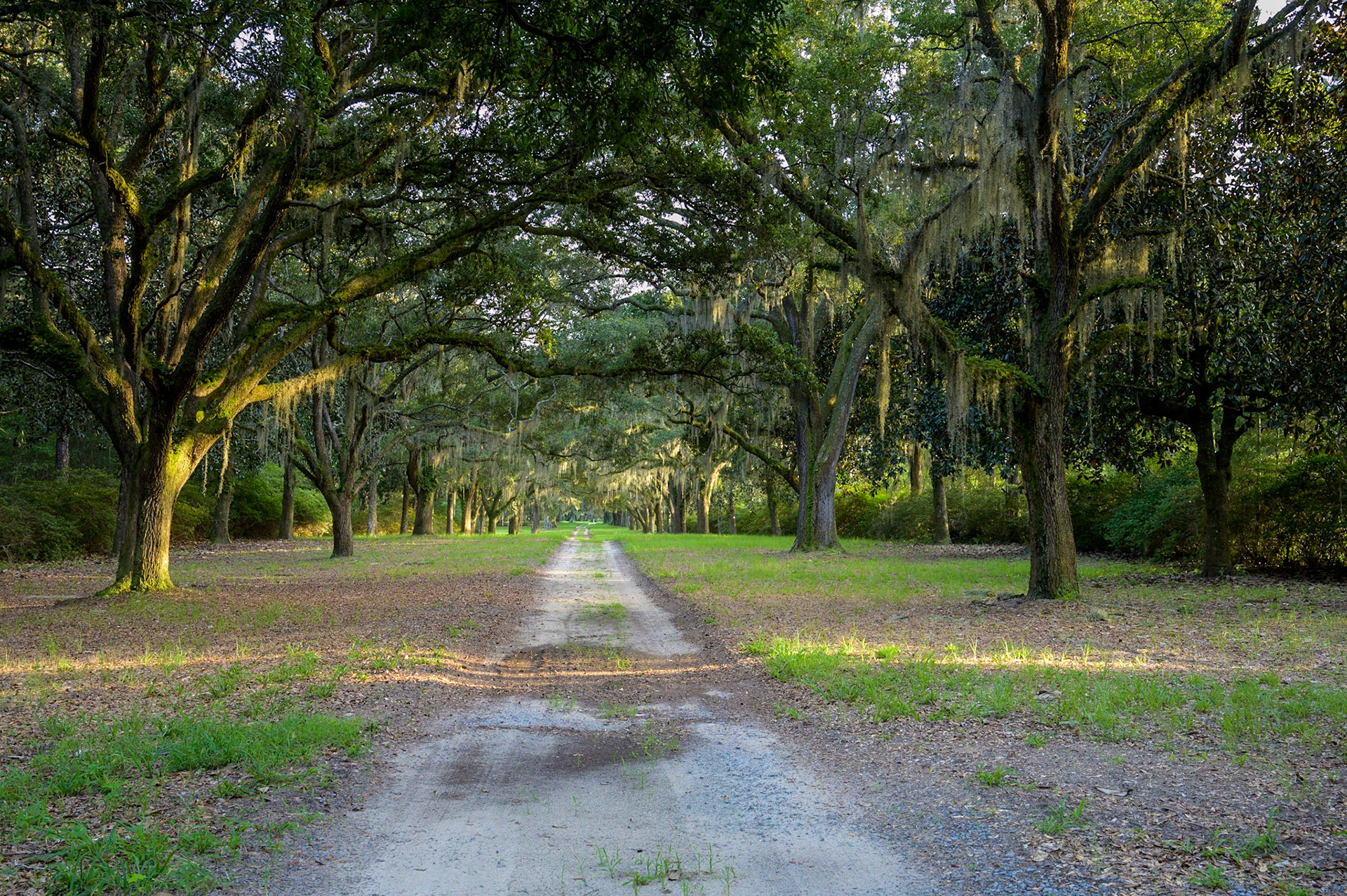 Avenue of Oaks-Kinloch Plantation on North Santee River Road