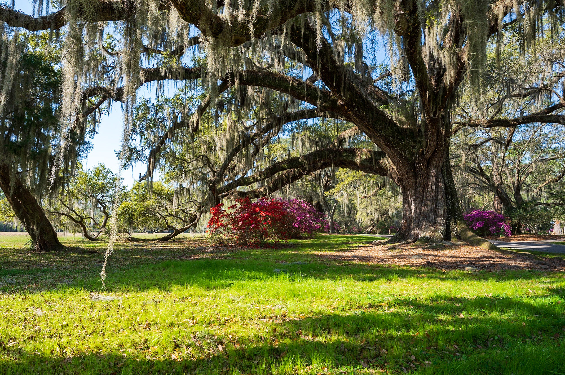 Live oak, azaleas, and spanish moss