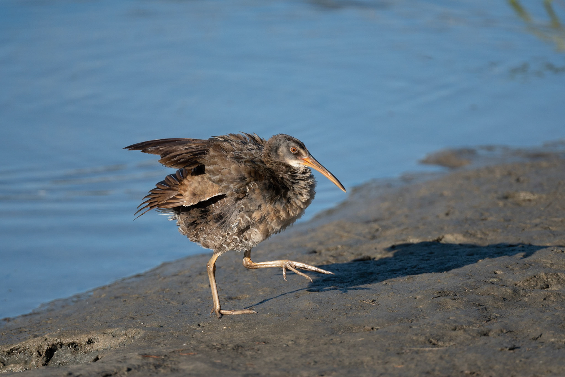 Clapper Rail