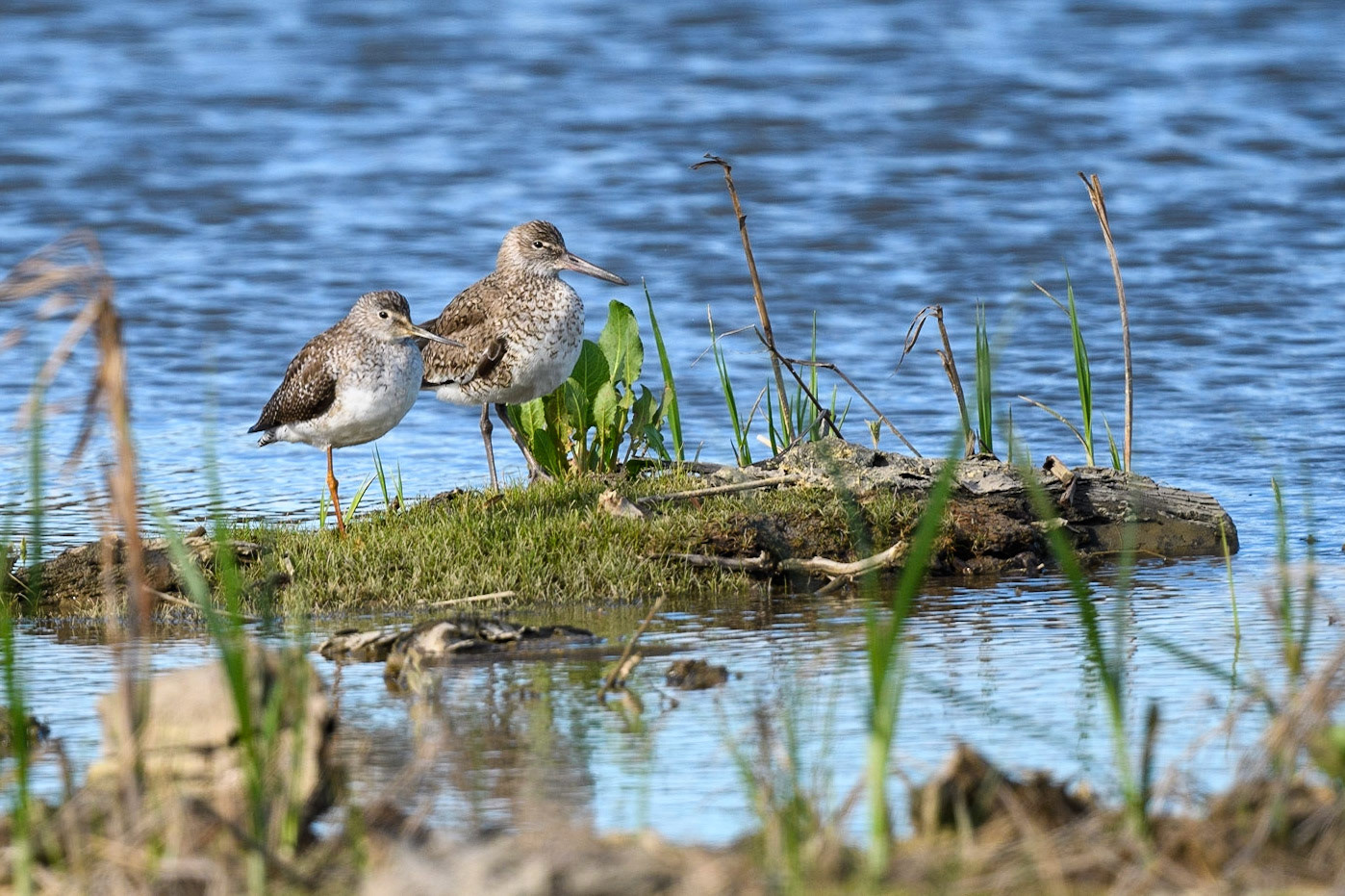 Greater Yellowlegs and Willet
